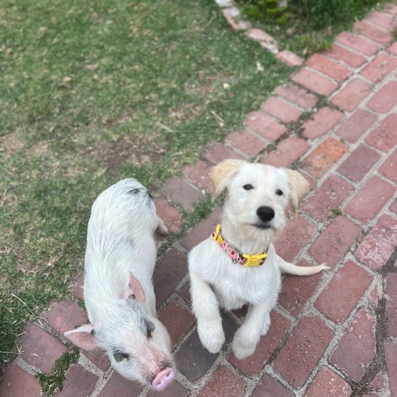 Meet your Posher, Sunny!☀️ - Picture 11 of 12